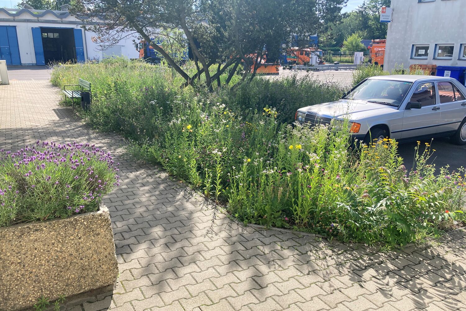 In der Treffurter Straße im Bezirk Lichtenberg grünt und blüht es nach unserer Pflanzaktion. © BSR